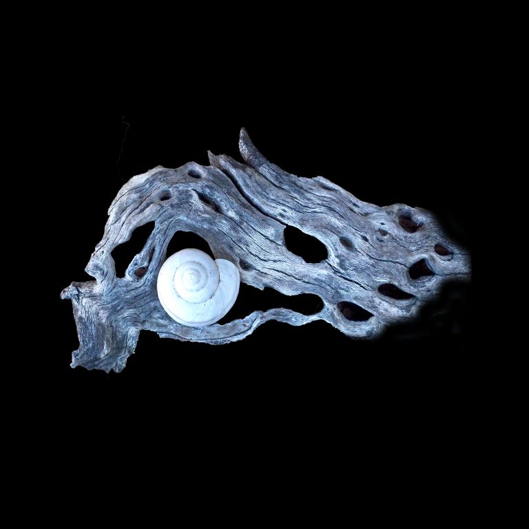 Intimate Conversations-The Desert Snail and Cholla